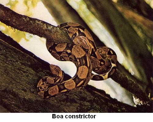 Boa constrictor.jpg